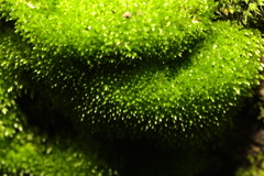 Bryophyta