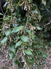 Decaneuropsis gratiosa