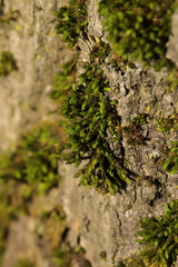 Lewinskya affinis
