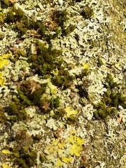 Lewinskya affinis