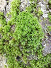 Lewinskya affinis