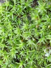 Lewinskya affinis