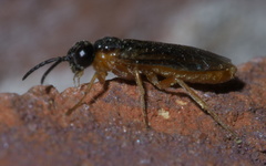 Blennocampinae
