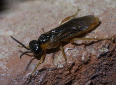Blennocampinae