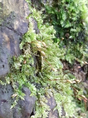 Brachythecium rutabulum