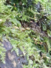 Brachythecium rutabulum