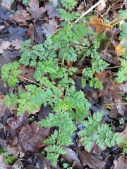Anthriscus sylvestris