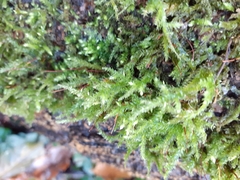 Brachytheciaceae