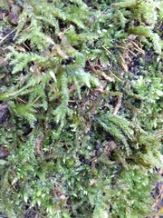Brachytheciaceae