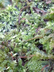 Brachytheciaceae