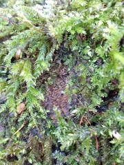 Brachytheciaceae