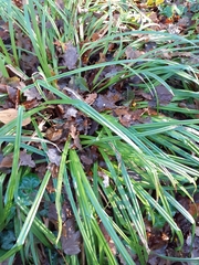 Carex pendula