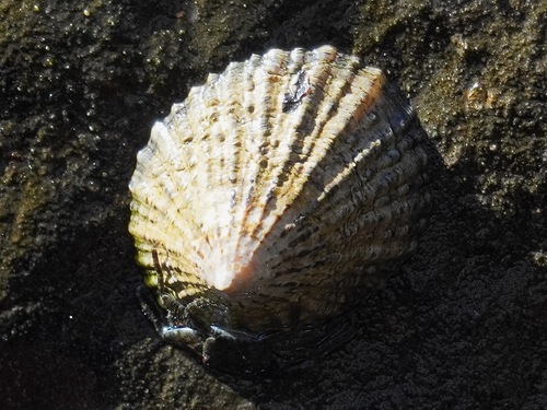 Patella piperata