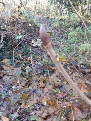 Aesculus hippocastanum
