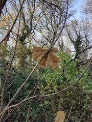 Aesculus hippocastanum