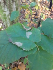 Phyllonorycter coryli