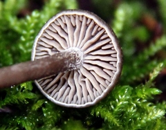 Lyophyllaceae