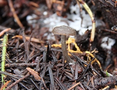 Lyophyllaceae