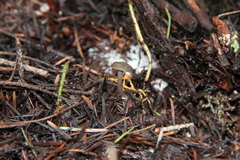 Lyophyllaceae