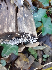 Xylaria hypoxylon