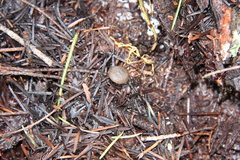 Lyophyllaceae