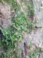 Brachythecium rutabulum