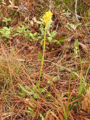Solidago virgata