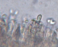 Lyophyllaceae