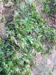Brachythecium rutabulum