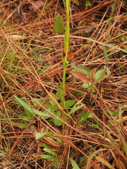 Solidago virgata