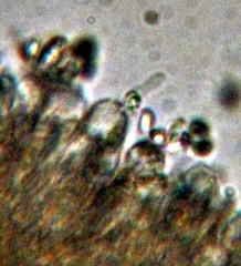 Lyophyllaceae