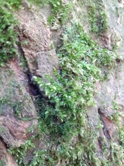 Brachythecium rutabulum