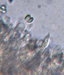 Lyophyllaceae