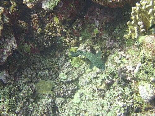 Surge grouper (Epinephelus socialis) — Serranidae