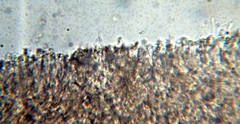 Lyophyllaceae
