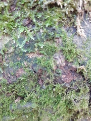 Rhynchostegium confertum