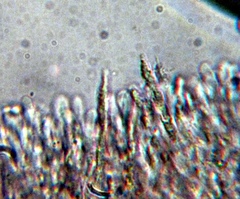 Lyophyllaceae