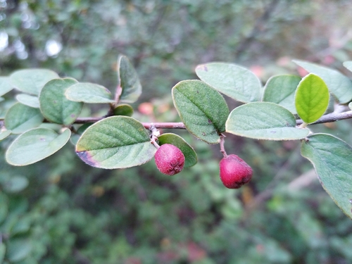 Fang's Cotoneaster (Cotoneaster fangianus)