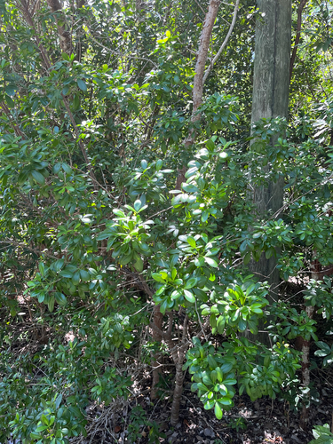 Hypelate trifoliata, photograph 5