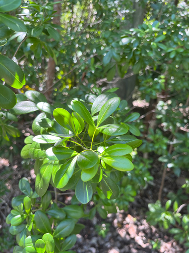 Hypelate trifoliata, photograph 4