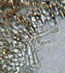 Lyophyllaceae