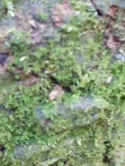 Rhynchostegium confertum