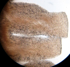 Lyophyllaceae