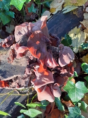 Auricularia auricula-judae