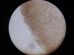 Lyophyllaceae