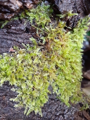 Hypnum cupressiforme