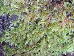 Hypnum cupressiforme