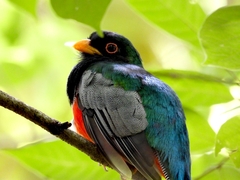 Elegant Trogon photo 2