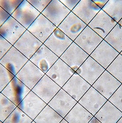 Lyophyllaceae