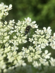 Hoshihananomia octopunctata